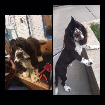 Ohana Paws - Awesome job once again! Got my Cocker groomed with a Mohawk. The before and after picture. Wendy did some WONDERS! THANK YOU! - Pet Groomers Near Me - Rialto, California