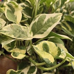 River Roots - Beautiful plants
