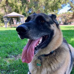 This is Rocky, being happy as a clam after another day spent in Paradise. This is Rocky, being happy as a clam after another day spent in Paradise.