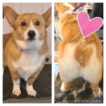 April's Dog Grooming - Heart butt - Pet Groomers Near Me