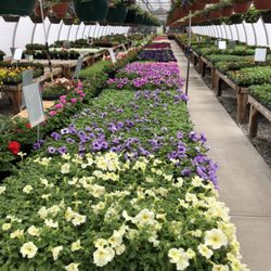 Bedding annuals