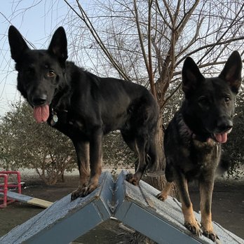 Karma Dog Training - Pet Training Near Me - Visalia, California Karma Dog Training - Pet Training Near Me - Visalia, California