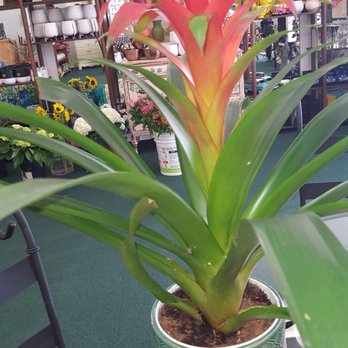 Watson Flower Shops - Bromeliad Plant - Florists Near Me - Mesa, Arizona