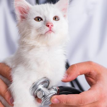 Vetco Total Care - Veterinarians Near Me - Encinitas, California Vetco Total Care - Veterinarians Near Me - Encinitas, California