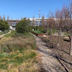 Ookwe Park - Garden of native plants used and eaten by Ohlone and Miwoks.