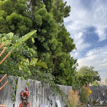 Westview Tree Experts - Before, huge messy trees. - Tree Services Near Me - Vista, California Westview Tree Experts - Before, huge messy trees. - Tree Services Near Me - Vista, California