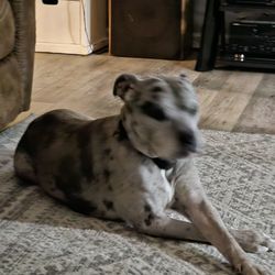 Continental Pet Salon - I would always recommend her she's the best ! All I can say is Ms Tonda is awesome !! I've been taking my pets to her for many years.