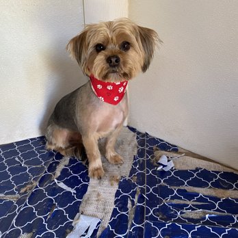 Hazel & Co. Pet Services - Teddy - Dog Walkers Near Me