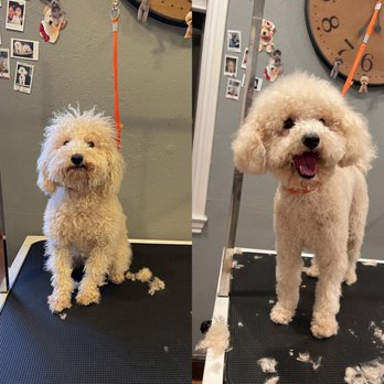 Lnimo - Pet Groomers Near Me - San Mateo , California Lnimo - Pet Groomers Near Me - San Mateo , California