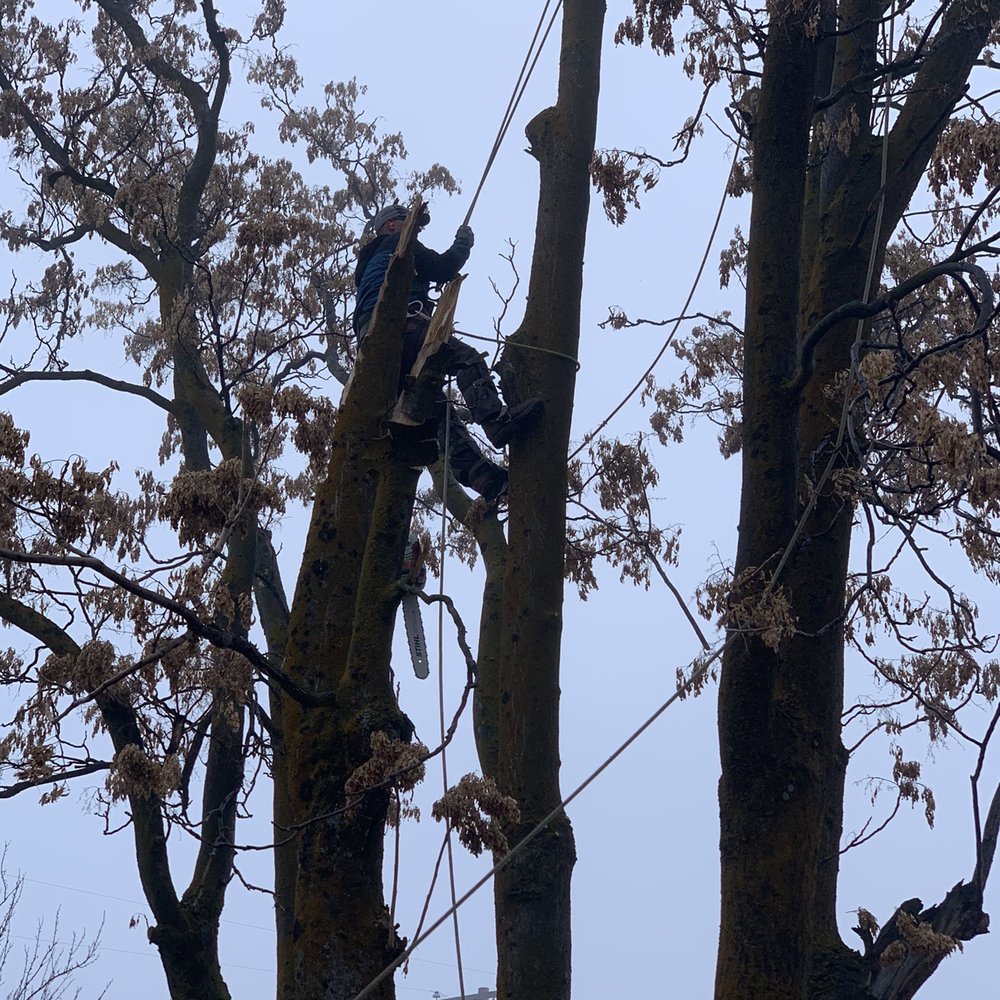 Adrian's Tree and Landscape Services - Adrian hard at work. - Tree Services Near Me - West Point, Utah