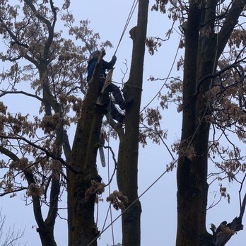 Adrian's Tree and Landscape Services - Adrian hard at work. - Tree Services Near Me - West Point, Utah