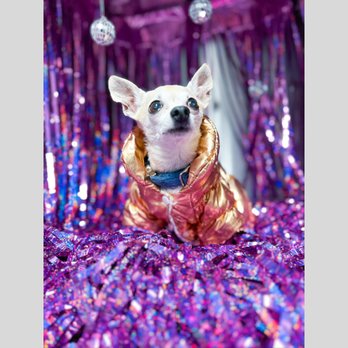 Parker Animal Care - This pup is ready for the disco posing in front of our disco backdrop! - Veterinarians Near Me - Austin, Texas Parker Animal Care - This pup is ready for the disco posing in front of our disco backdrop! - Veterinarians Near Me - Austin, Texas