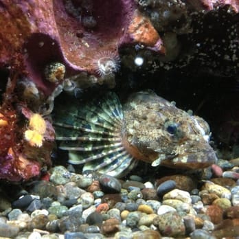 Seattle Aquarium - Aquariums Near Me - Seattle, Washington Seattle Aquarium - Aquariums Near Me - Seattle, Washington
