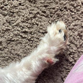 Ohana Paws - Pet Groomers Near Me - Rialto, California Ohana Paws - Pet Groomers Near Me - Rialto, California
