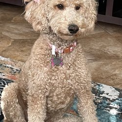 Bella Via Dog Park - Bonbon, ready to go to the Balla Via park for dogs.