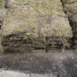 A A A Garden Center - Sod