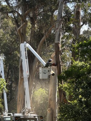 Tree Removal & Disposal - Tree removal & disposal projects
