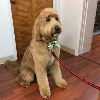 The Purple Poodle - Pet Groomers Near Me - Carol Stream, Illinois