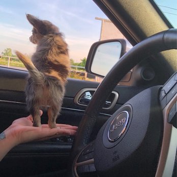 Crystal Sky Puppies - Pet Services Near Me