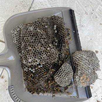 Edison Pest Control - Removal of multiple active WASP nest. - Pest Control Near Me Edison Pest Control - Removal of multiple active WASP nest. - Pest Control Near Me