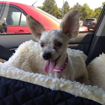 JK Grooming - Happy after JK Grooming!! - Pet Groomers Near Me - Denver, Colorado JK Grooming - Happy after JK Grooming!! - Pet Groomers Near Me - Denver, Colorado