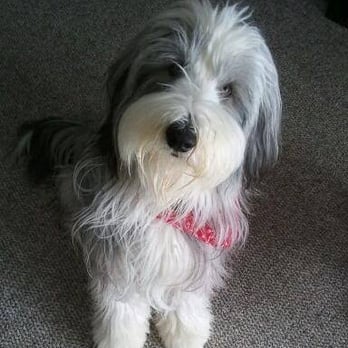 Cass Lake Pet Services - Dog Walkers Near Me Cass Lake Pet Services - Dog Walkers Near Me