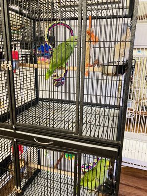 Birds & More by null