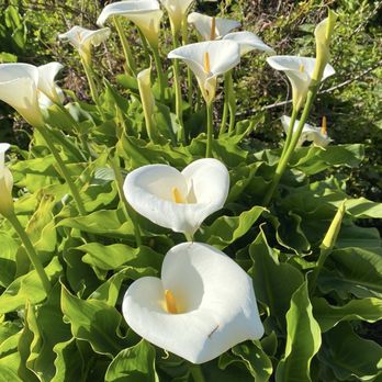 Calla Lily Valley - Lily - Parks Near Me - Carmel-By-The-Sea, California Calla Lily Valley - Lily - Parks Near Me - Carmel-By-The-Sea, California