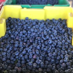 Surrey Farms - Blueberries!