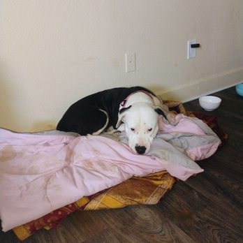 All Creatures Veterinary Emergency Clinic - Veterinarians Near Me - Stockton, California