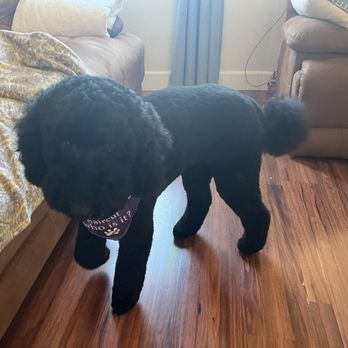 Pet Stylist - Pet Groomers Near Me - San Leandro, California Pet Stylist - Pet Groomers Near Me - San Leandro, California