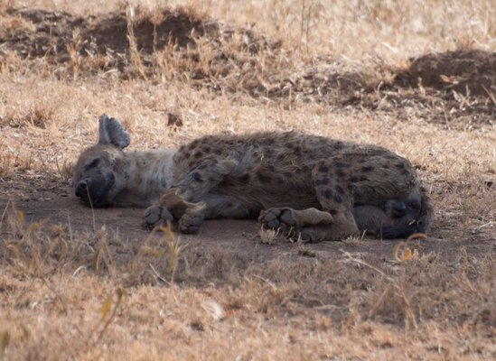 Thomson Safaris by null