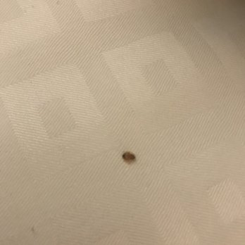 Rosen Centre Hotel - Bed Bug - Hotels Near Me - Orlando, Florida Rosen Centre Hotel - Bed Bug - Hotels Near Me - Orlando, Florida