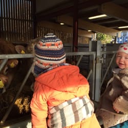 Airfield - Kids loved the cows!