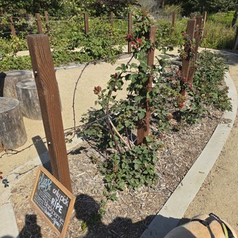 Stoneview Nature Center - Blackberry plant - Community Centers Near Me - Culver City, California