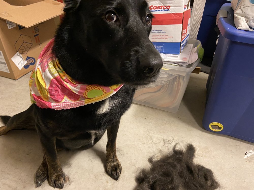 LAUREL’S PET GROOMING 44 Photos & 33 Reviews 1108 Union Mills Rd SE