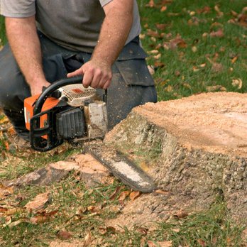 Vega's Tree Service - Tree Services Near Me - Brentwood, California Vega's Tree Service - Tree Services Near Me - Brentwood, California