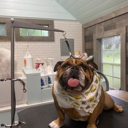 Sittin' Pretty Pet Salon - Chew monster