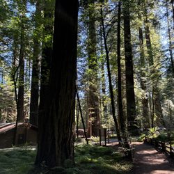 Founders Grove - View from Founders Tree to bathrooms/parking lot