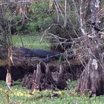 Audubon's Corkscrew Swamp Sanctuary - Happy resident - Hiking Near Me - Naples, Florida Audubon's Corkscrew Swamp Sanctuary - Happy resident - Hiking Near Me - Naples, Florida