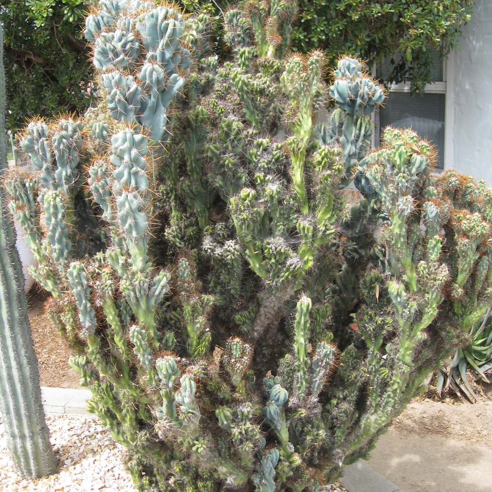 Poot's Cactus Nursery - Nurseries & Gardening Near Me - Ripon, California Poot's Cactus Nursery - Nurseries & Gardening Near Me - Ripon, California