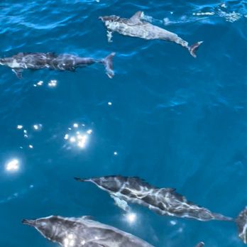 Blue Dolphin Charters - Boating Near Me - Eleele, Hawaii