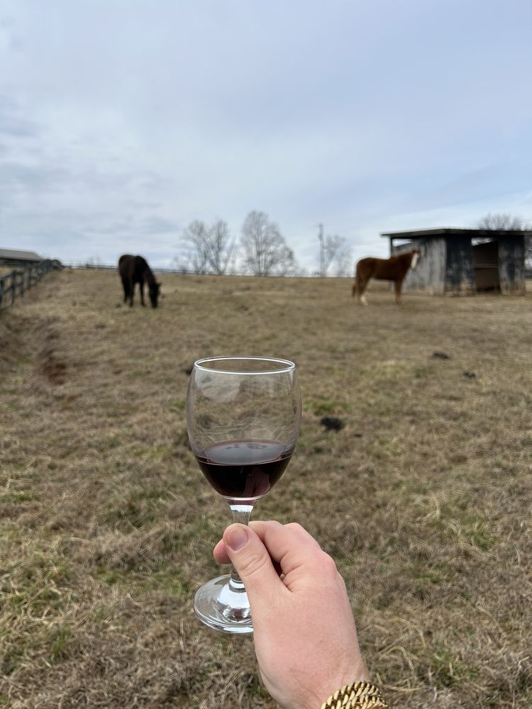 Tennessee Valley Winery - vineyard in Loudon, TN