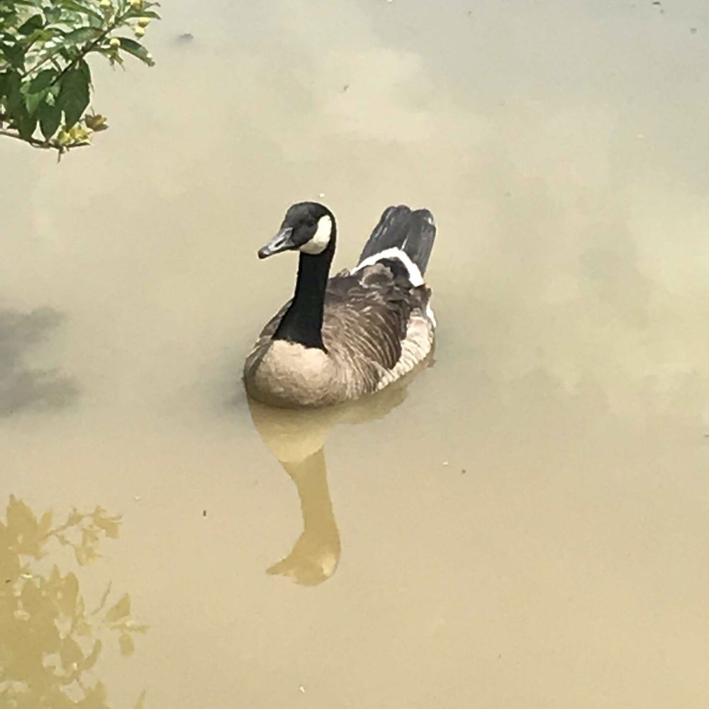 Huntley Meadows Park - Check out the reflection of this guy in the water. - Parks Near Me - Alexandria, Virginia Huntley Meadows Park - Check out the reflection of this guy in the water. - Parks Near Me - Alexandria, Virginia