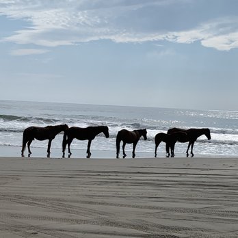 Wild Horse Adventure Tours - My trip - Tours Near Me - Corolla, North Carolina Wild Horse Adventure Tours - My trip - Tours Near Me - Corolla, North Carolina