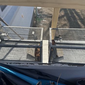 Ehrlich Pest Control - Mouse trap - Pest Control Near Me - Hingham, Massachusetts