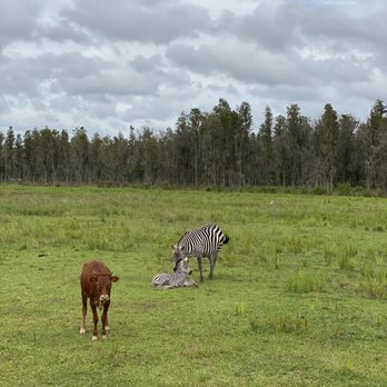 Safari Wilderness Ranch - New born zebra - Tours Near Me - Lakeland, Florida Safari Wilderness Ranch - New born zebra - Tours Near Me - Lakeland, Florida