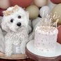 Photo of Arthur’s Barkery
