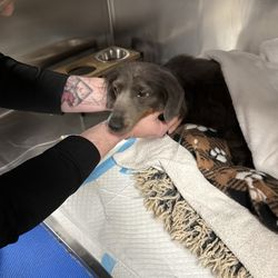 Figo Pet Insurance