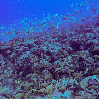 Palm beach scuba - Scuba Diving Near Me